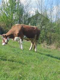 Vând vaca bălțată românească pentru abator