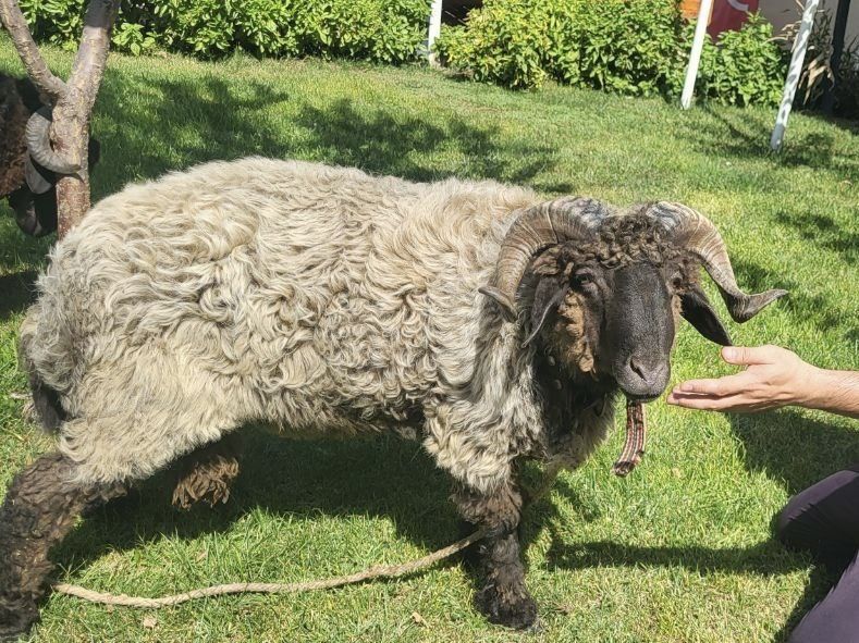 Соғлом қўйлар сотилади — сўйишга ёки боқишга тайёр. Нархи келишилади