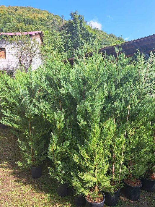 Tuia leylandi chiparos, smarald, spirală, mesteacăn, tei, platan