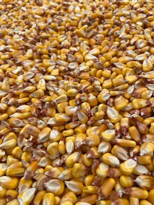 Porumb boabe de vanzare. Productie 2025