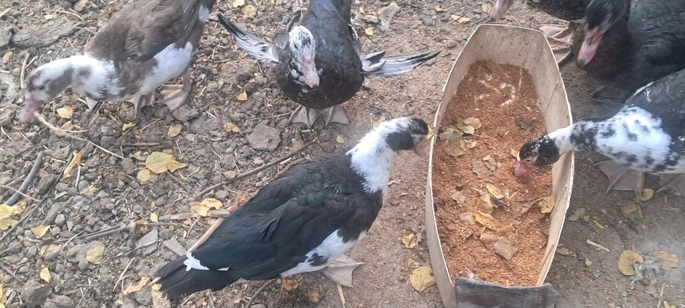 Индоутки 6.0месяц