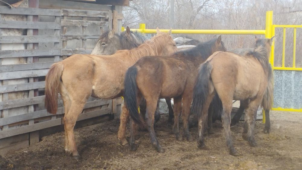 Тай, тайчики,кобылкифф