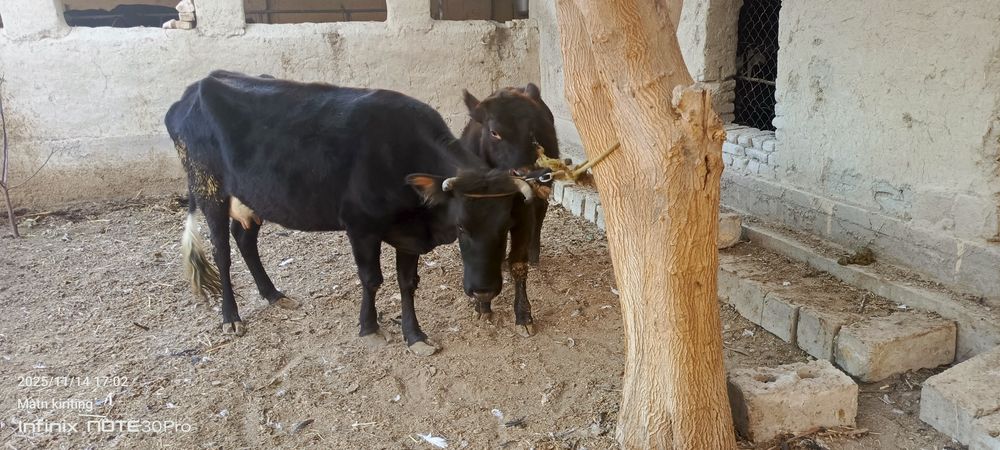 Ёш гуножинлар ва она бола сигир сотилади