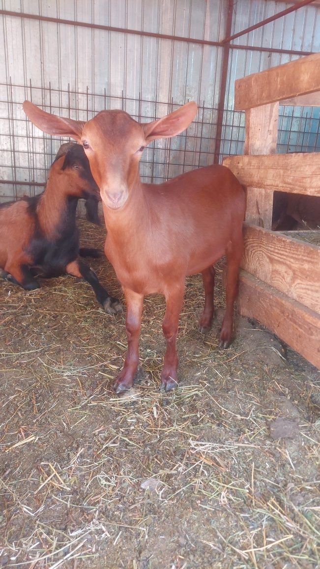 Murciano Grandina