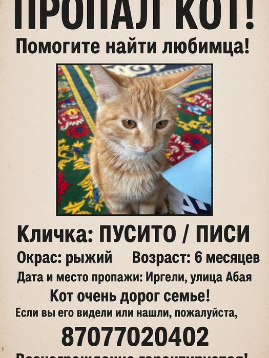 пропал кот рыжий в иргели