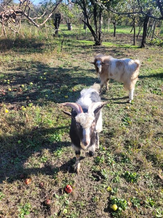 Iezi de vanzare, varsta ~ 9luni