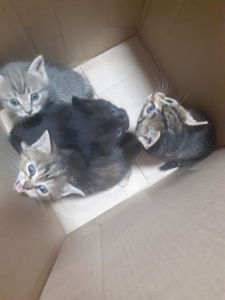 Отдам даром  котят