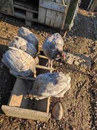 Vând găini araucana albastru