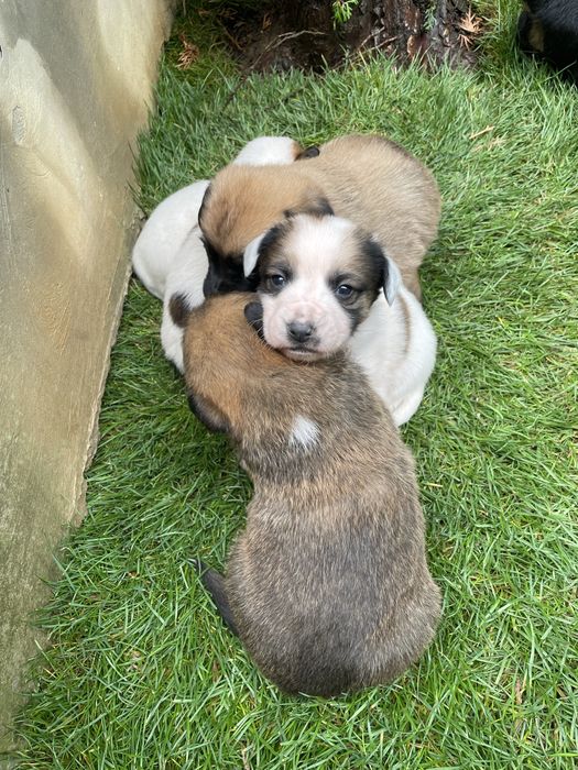 Spre Adoptie, 6 pui frumosi