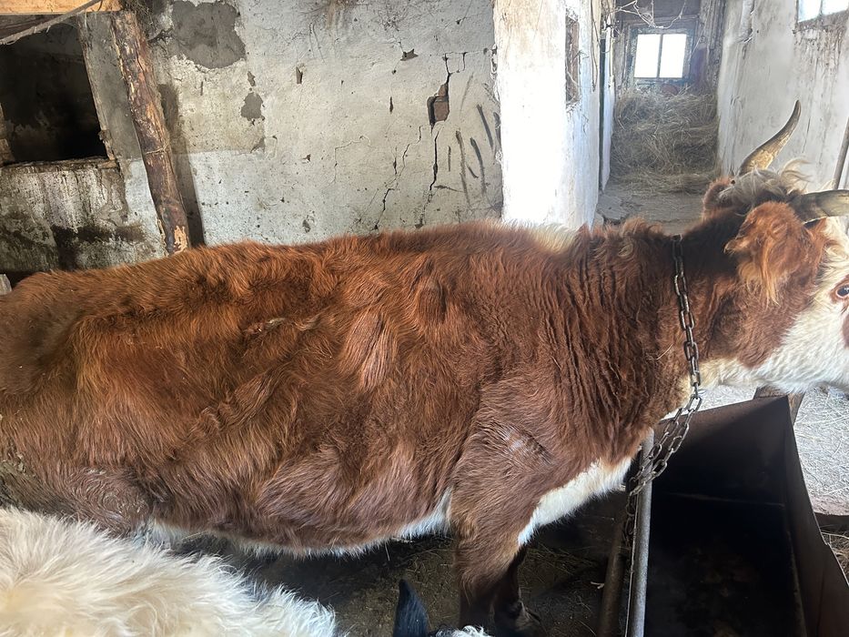 Сиыр сатылады 3 бас