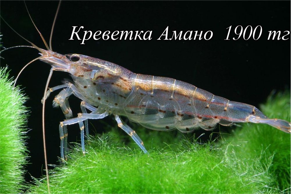 Креветка Амано Лермонтова 112 Аква Маркет