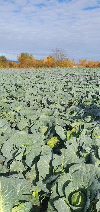 Vând varză Bucarest