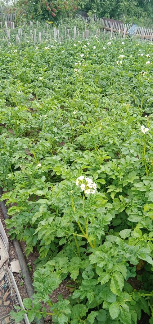 Продаю дачу после сбора урожая