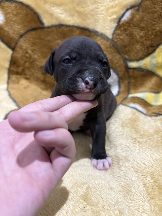 Бронь щенков питбуля