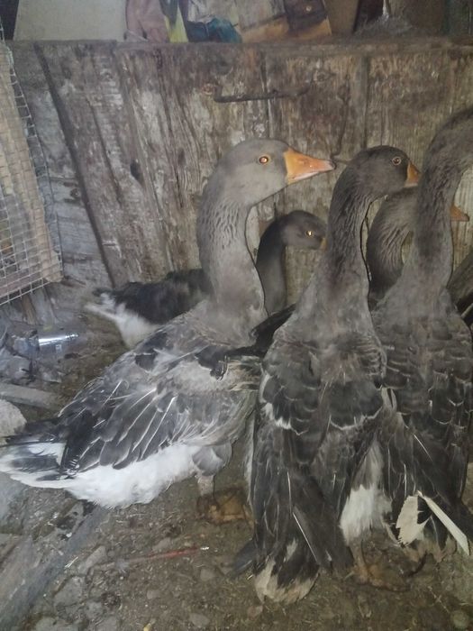 Продаются гуси 8 тыс за 1