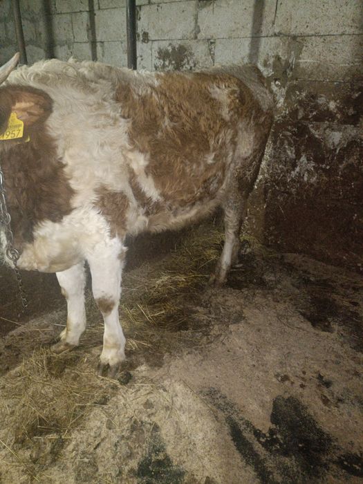 Vând juncă bălțată românească