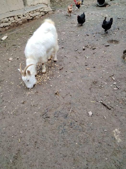 Superrrrrrrrr.   ofertaaaaa ……