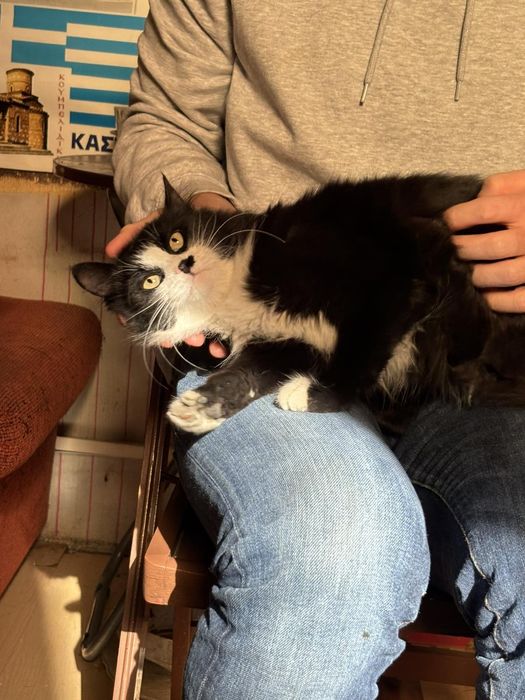 Коте Рея търси своите Хора