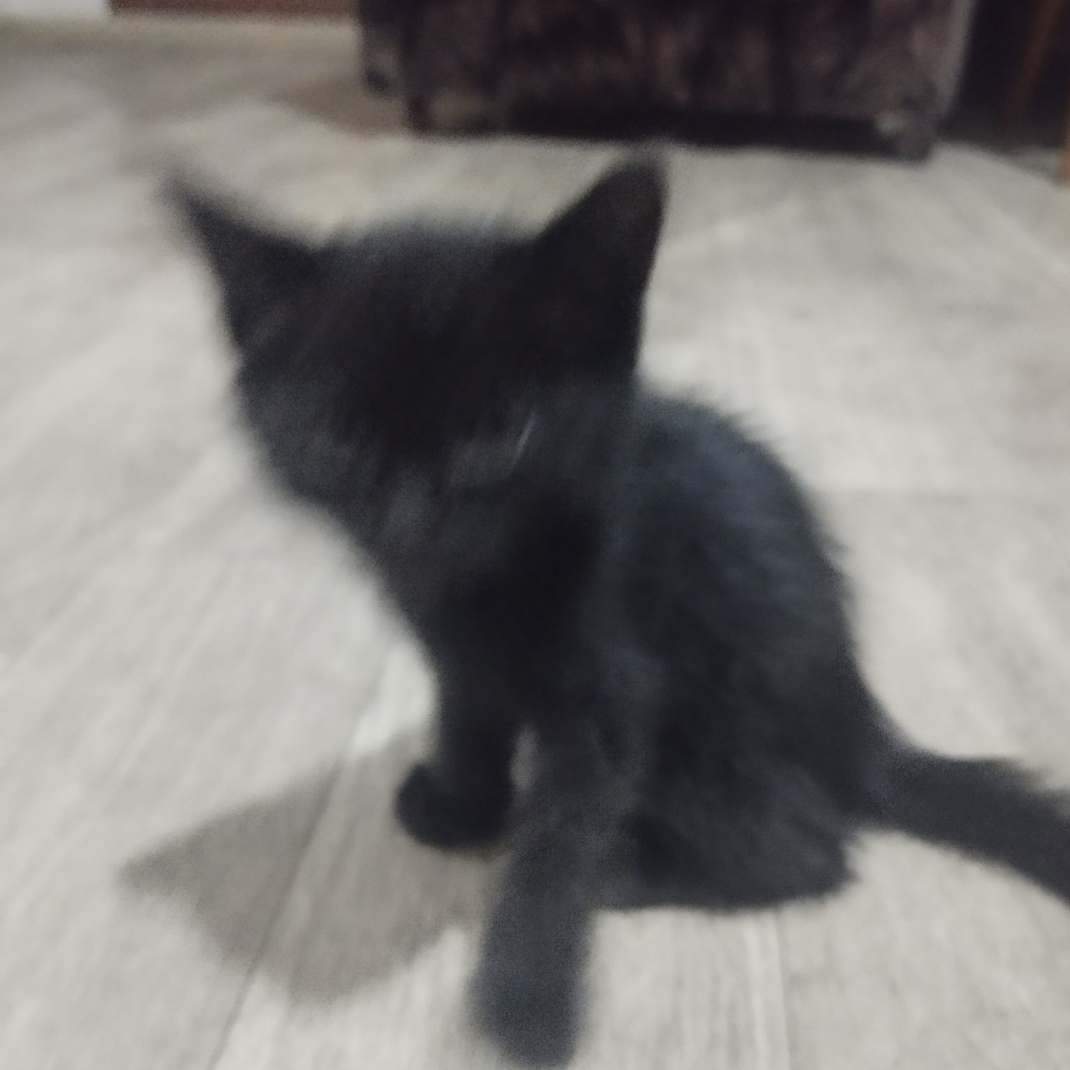 Чёрный котёнок 2 месяца