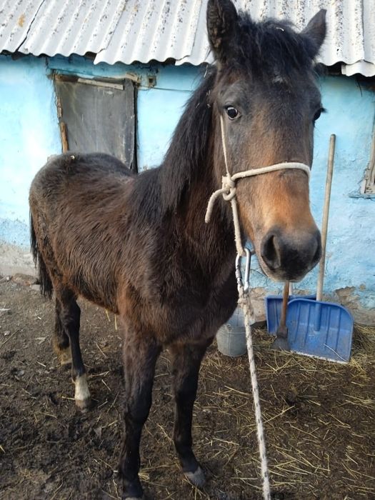 Лошадь кабылка годовалая