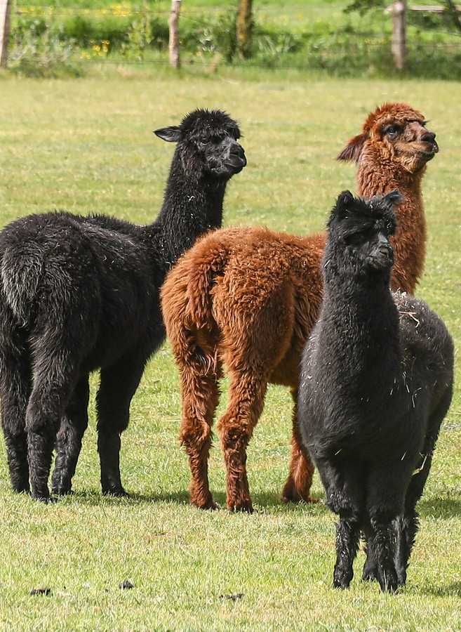 Vând Alpaca perechi