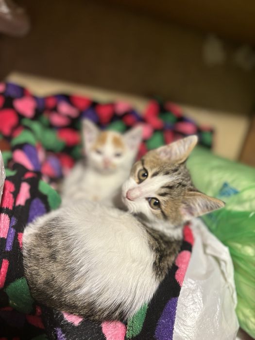 Подарявам котенца!