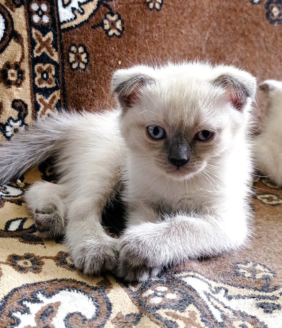 Продаются породистые котята