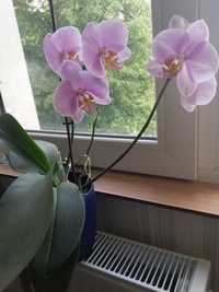 Орхидеи в саксия
