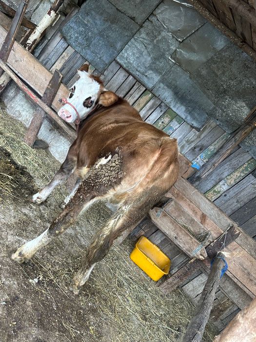 Vând vițica de 8 luni