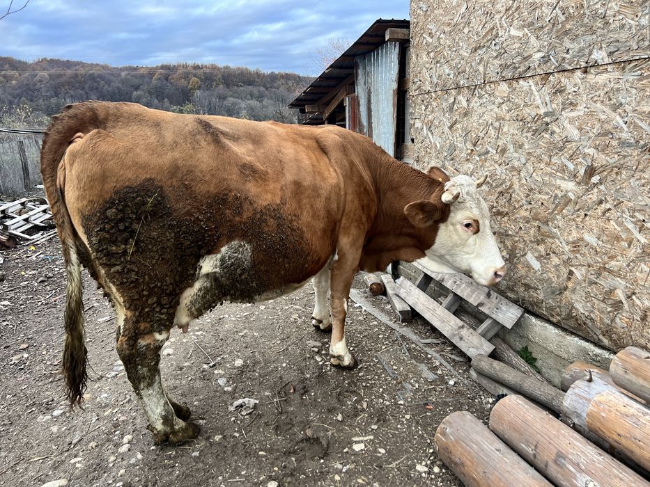 Vaca baltata germana  8 ani