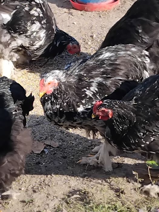 Tineret cochinchina între 5 și 6 luni