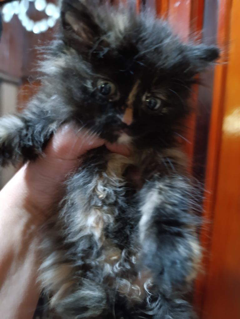 Сибирский котёнок!