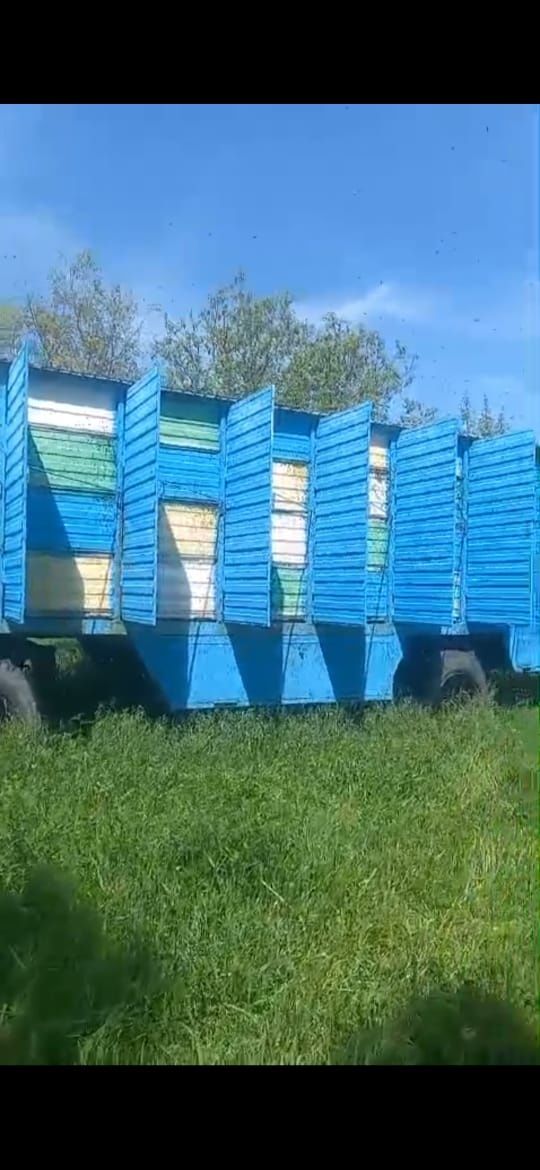 ВНИМАНИЕ! Продается пчелопавильон!
Продается пчелопавильон – готовое