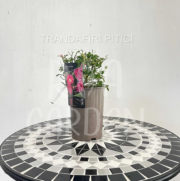 Trandafiri la ghiveci 3L – Floribunda, Târâtori, Teahibrizi, Urcători