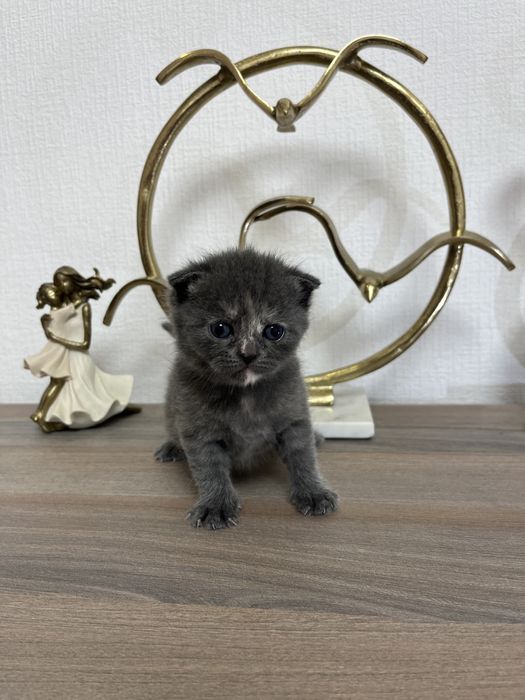 Котята шотландские