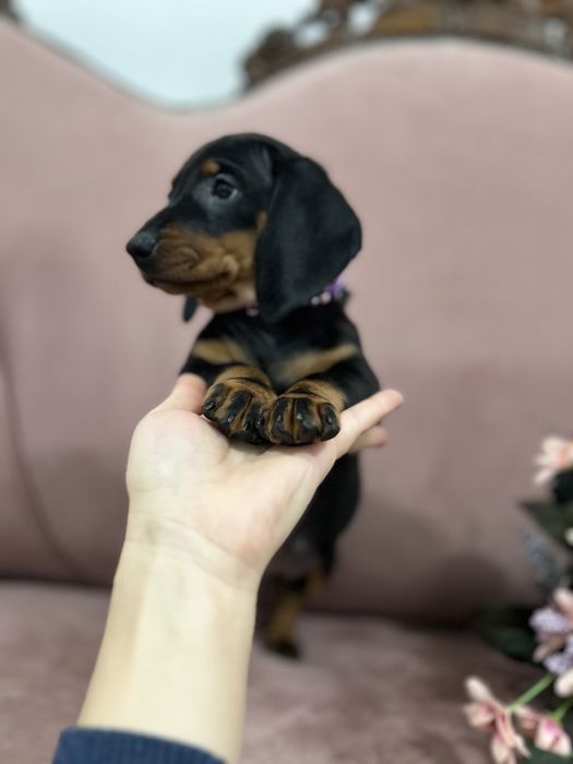 Catel teckel cu Pedigree FCI