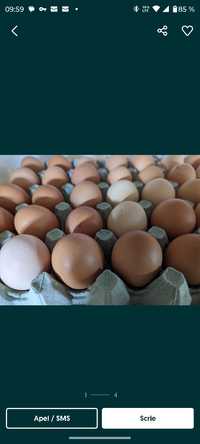 Vând ouă de găină de la țară