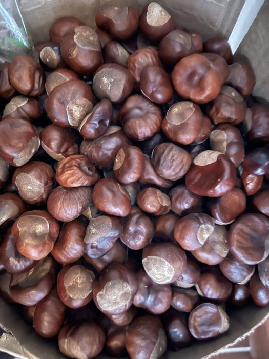 Продам Каштан крупный 10 кг