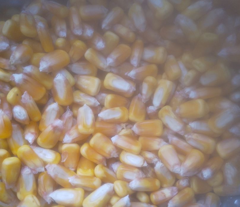 Vând grăunte de anul acesta