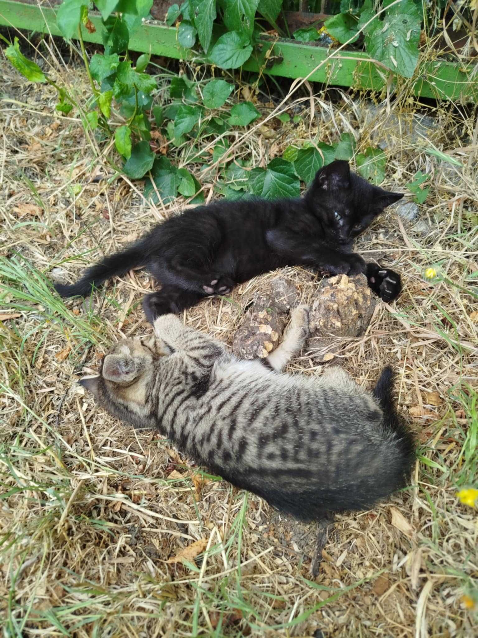 Сладки котета търсят дом!