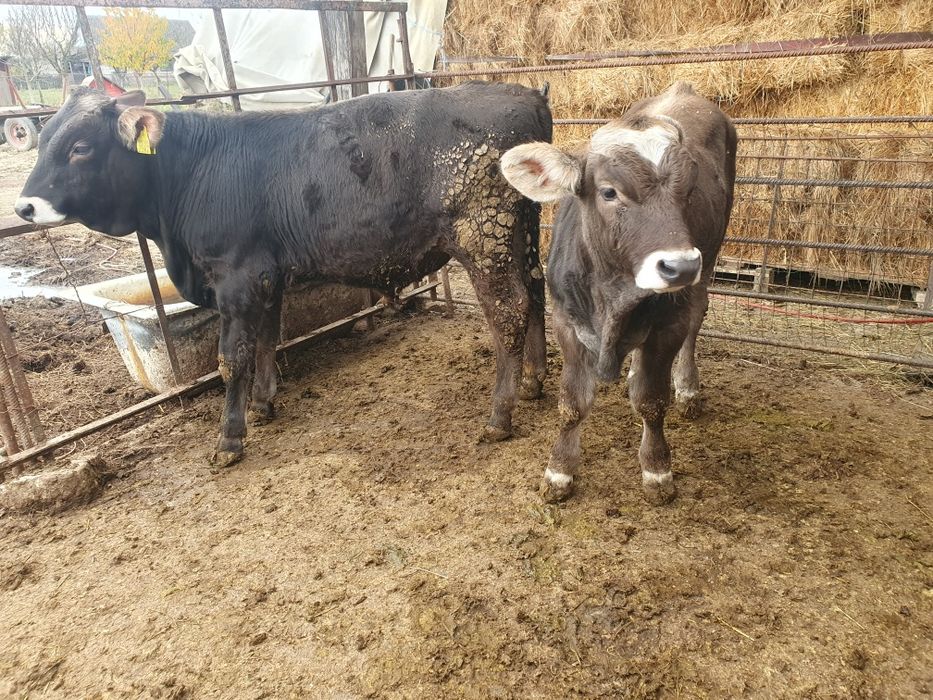 Vand 4 vitele si 2 taurasi