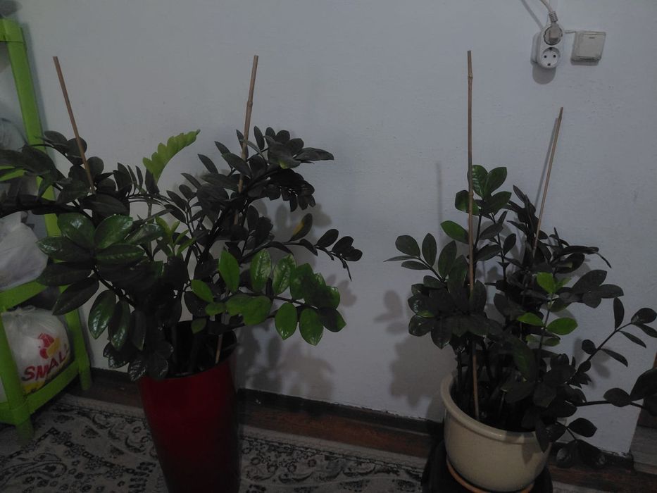 Продам цветы доллар Бенжамин
