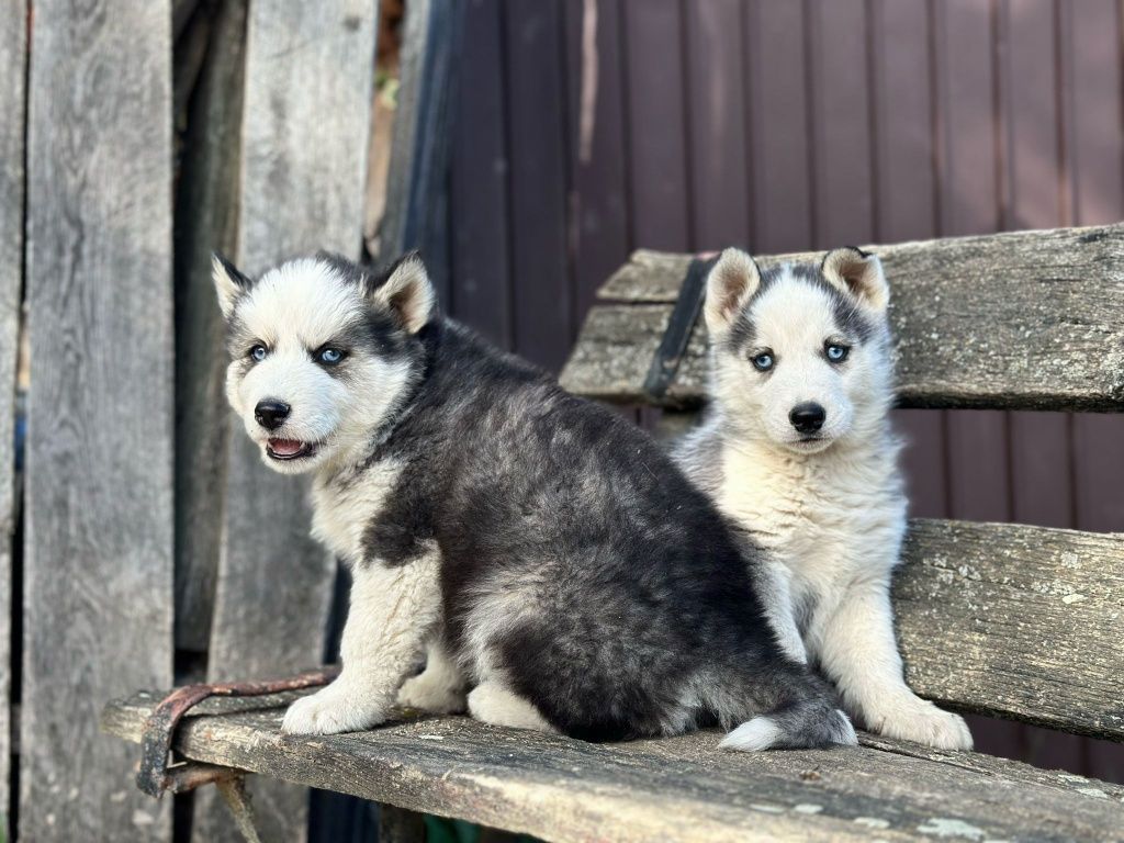 Pui Husky siberian-mascul!