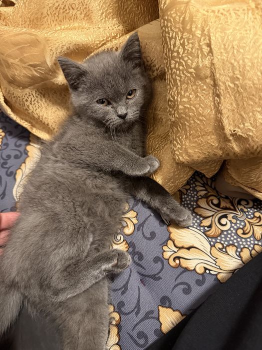 котенок британский