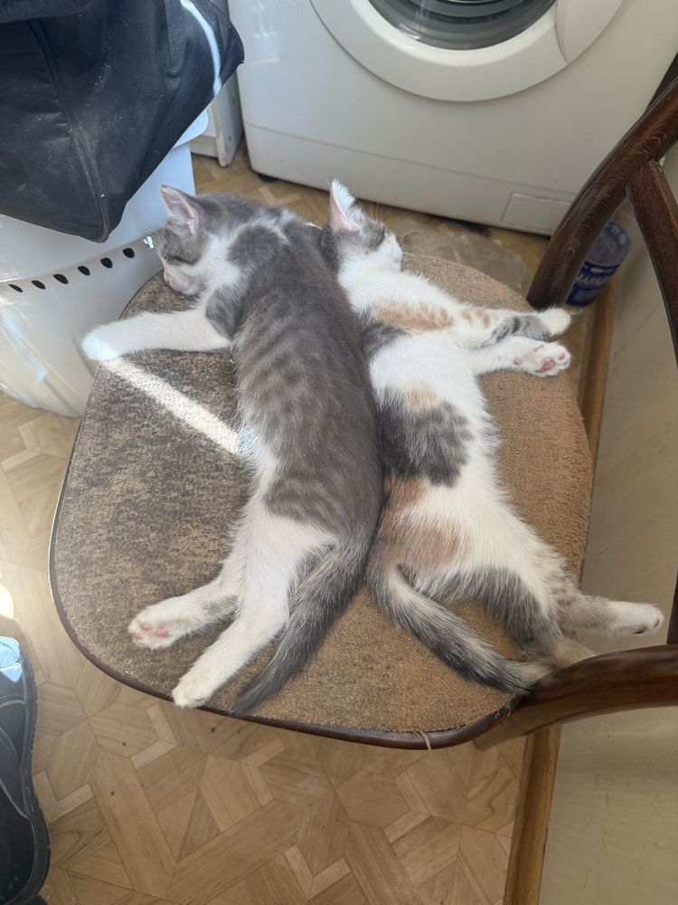 Адам хороших котят