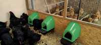 Гнездо за кокошки, полог за гнездене, с колектор + Безплатна доставка