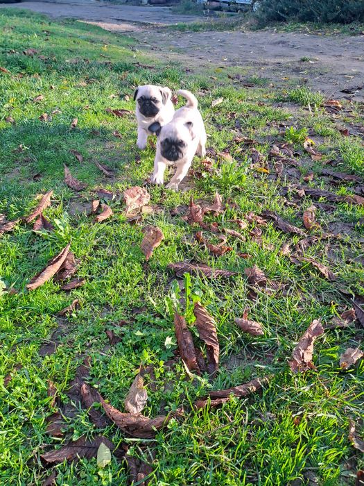 Мопс. Мопс. Мопс