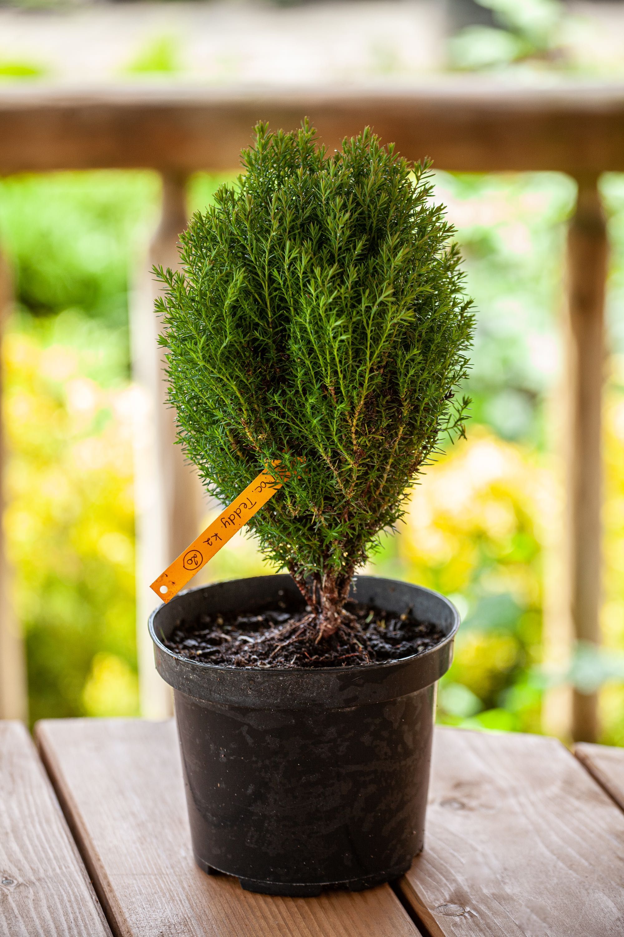 Thuja occidentalis Teddy