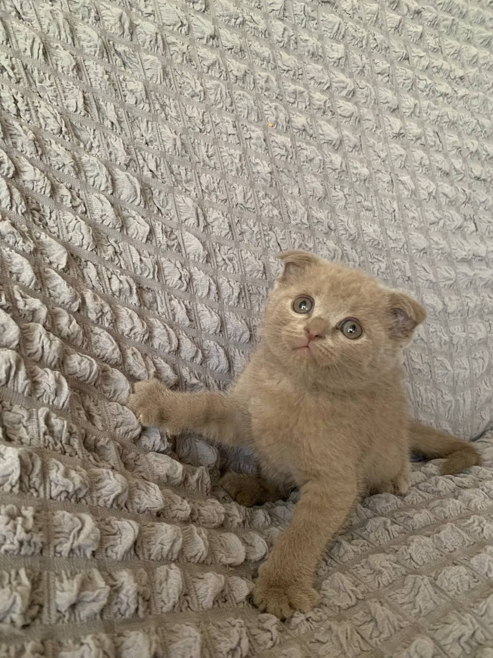 Scottish fold mushuk
