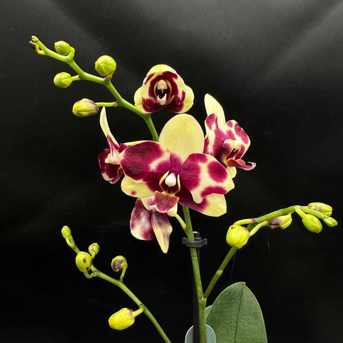 Орхидеи в огромном ассортименте